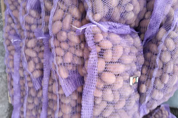 Пропонується картопля сортів Коломбо і Ред Леді- фото № 11