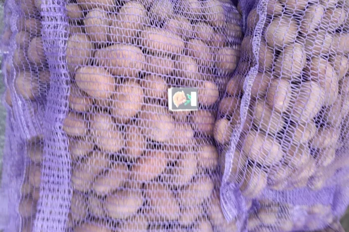 Пропонується картопля сортів Коломбо і Ред Леді- фото № 12