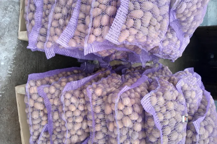 Пропонується картопля сортів Коломбо і Ред Леді- фото № 2