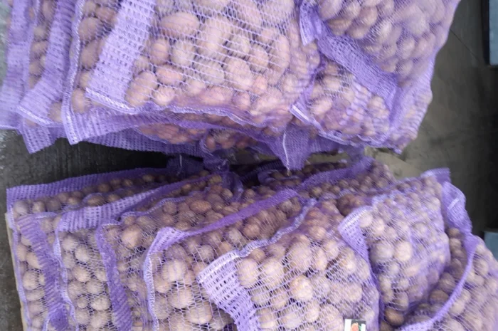 Пропонується картопля сортів Коломбо і Ред Леді- фото № 3