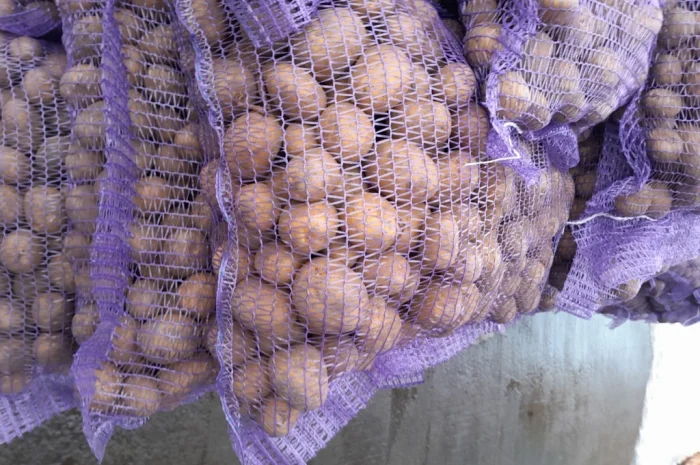 Пропонується картопля сортів Коломбо і Ред Леді- фото № 4