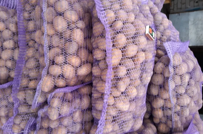Пропонується картопля сортів Коломбо і Ред Леді- фото № 5
