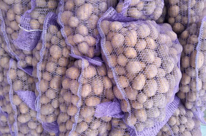 Пропонується картопля сортів Коломбо і Ред Леді- фото № 6