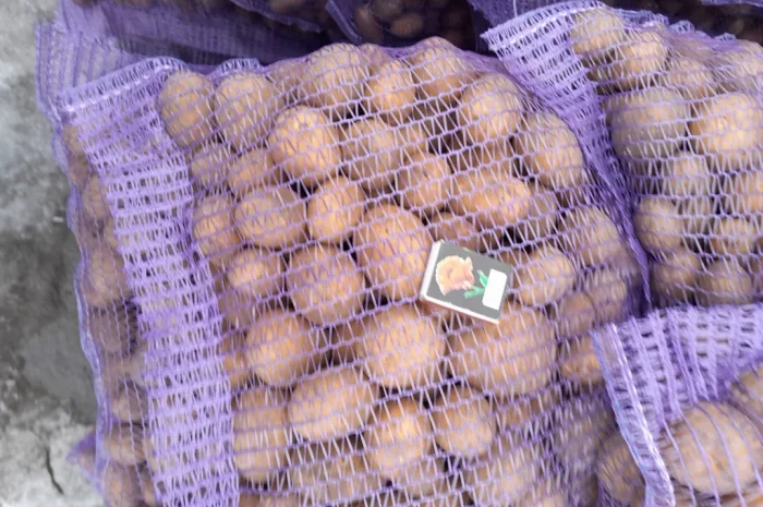 Пропонується картопля сортів Коломбо і Ред Леді- фото № 7