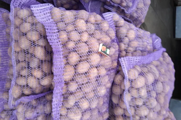 Пропонується картопля сортів Коломбо і Ред Леді- фото № 8