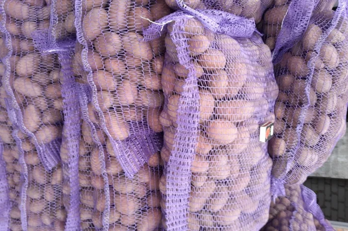 Пропонується картопля сортів Коломбо і Ред Леді- фото № 9