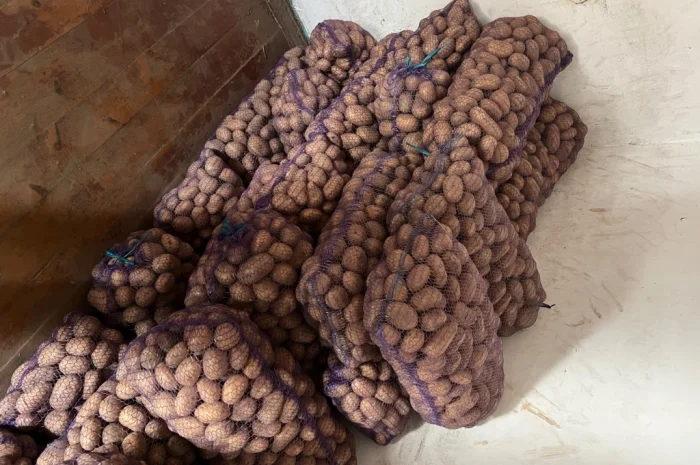 Продается крупная картошка- фото № 2