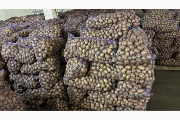 Продается семенной картофель сорта Ривьера отличного качества- фото № 1