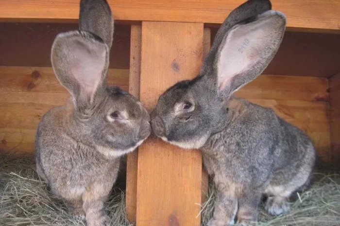 Продам кроликов бельгийский великан живой вес- фото № 1
