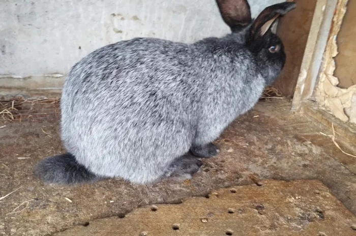 Продам кроликов Полтавская серебро живой вес- фото № 1
