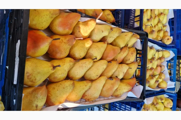 Продается груша сорта Яблунівська- фото № 1