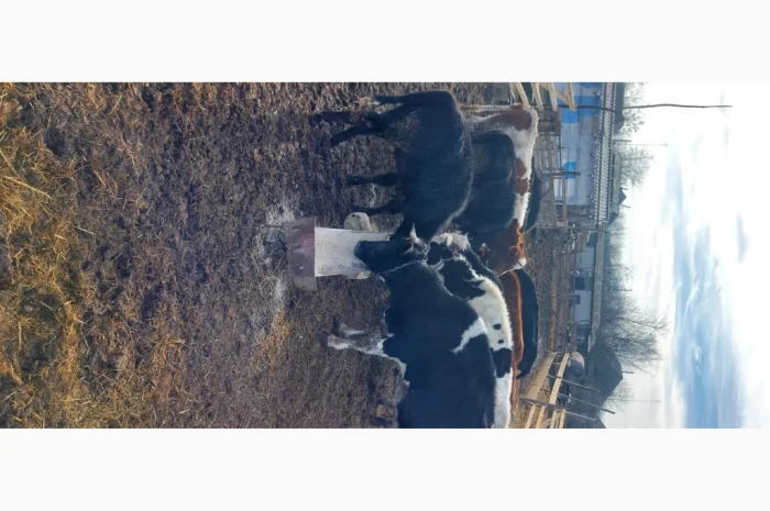 Продается стадо молодых коров- фото № 1