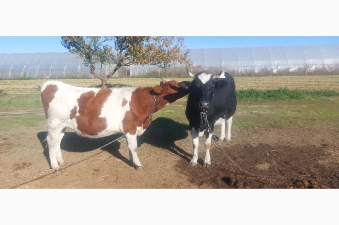 Продается стадо молодых коров- фото № 2