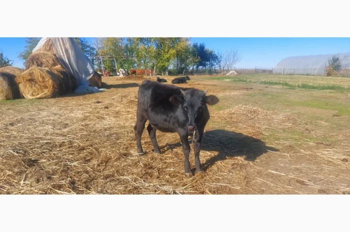 Продается стадо молодых коров- фото № 3