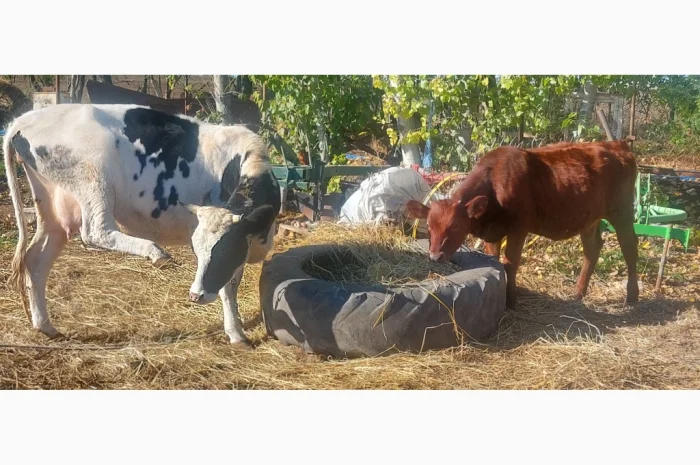 Продается стадо молодых коров- фото № 4