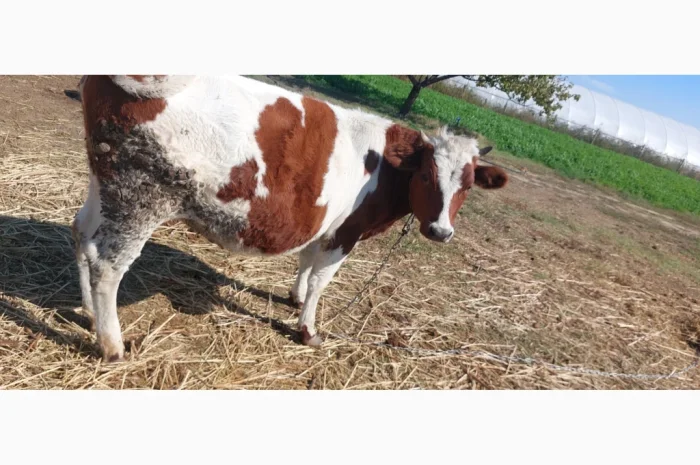 Продается стадо молодых коров- фото № 5