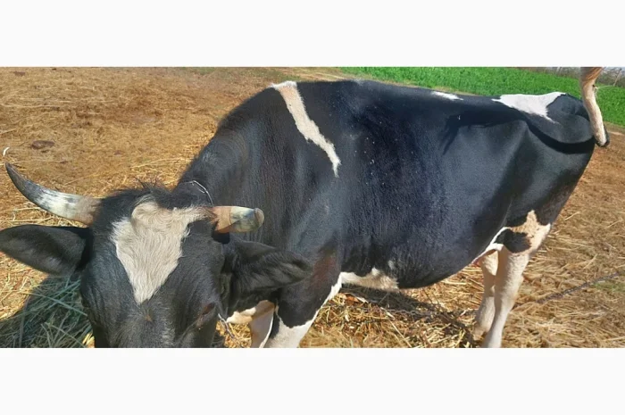 Продается стадо молодых коров- фото № 6