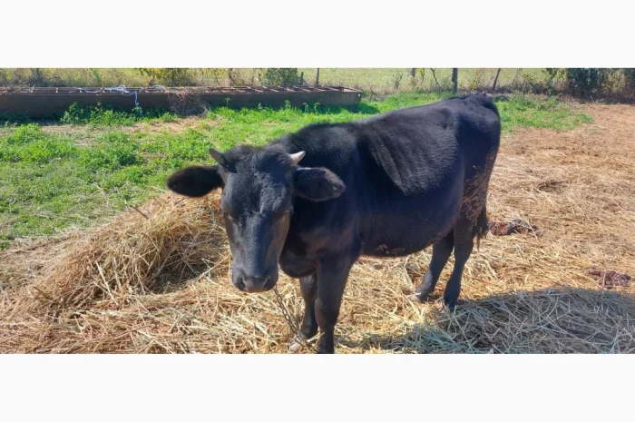Продается стадо молодых коров- фото № 7
