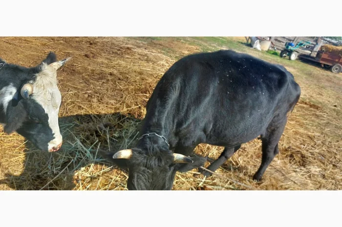 Продается стадо молодых коров- фото № 8