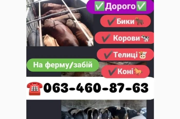 Купуємо биків та корів- фото № 1