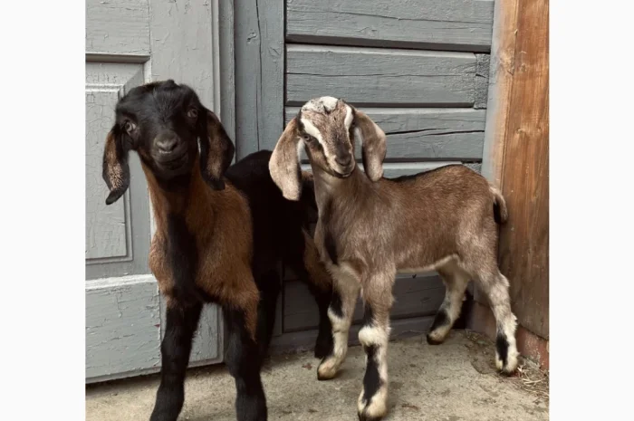 Продаются козлики англо-нубийской породы- фото № 1