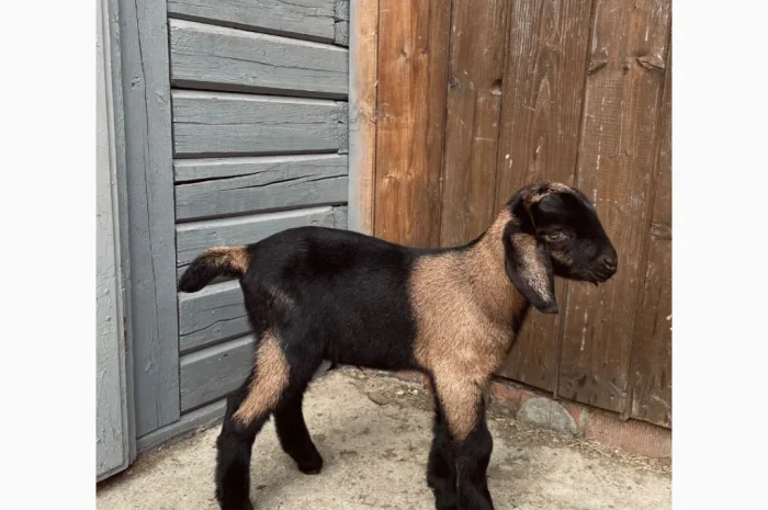 Продаются козлики англо-нубийской породы- фото № 2