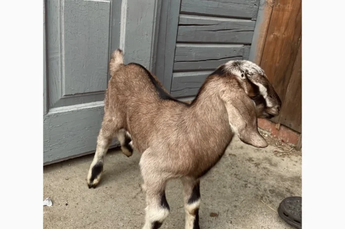 Продаются козлики англо-нубийской породы- фото № 3