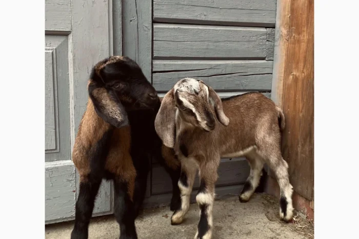 Продаются козлики англо-нубийской породы- фото № 4