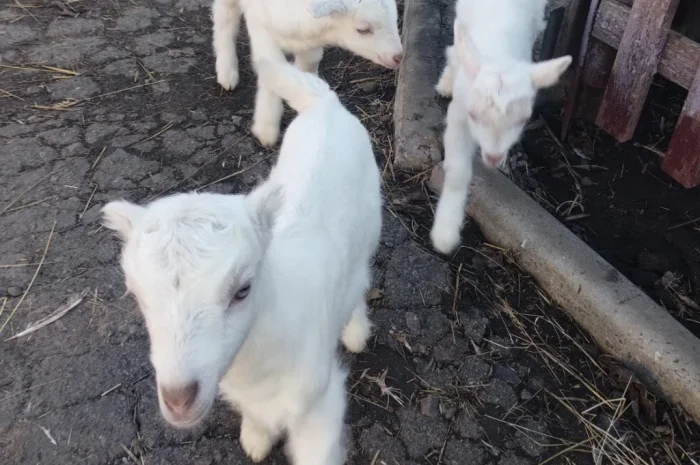 Продаются козлята Ламанча и Зааненская порода, месяц- фото № 1