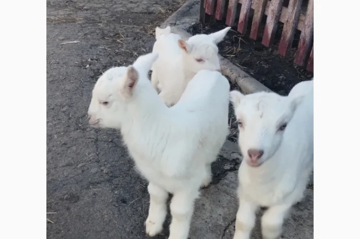 Продаются козлята Ламанча и Зааненская порода, месяц- фото № 2