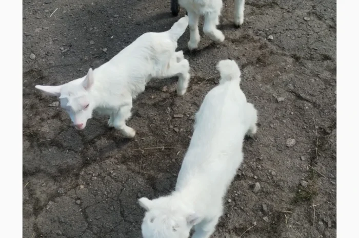 Продаются козлята Ламанча и Зааненская порода, месяц- фото № 3