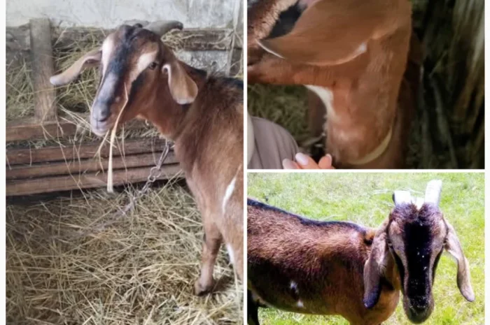 Молодая англонубийская козочка (не дойная)- фото № 1