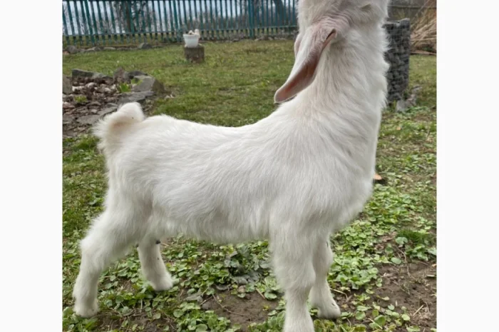 Продается зааненская козочка- фото № 1