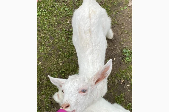 Продаются зааненские козлики- фото № 1