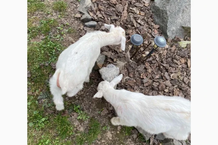 Продаются зааненские козлики- фото № 2