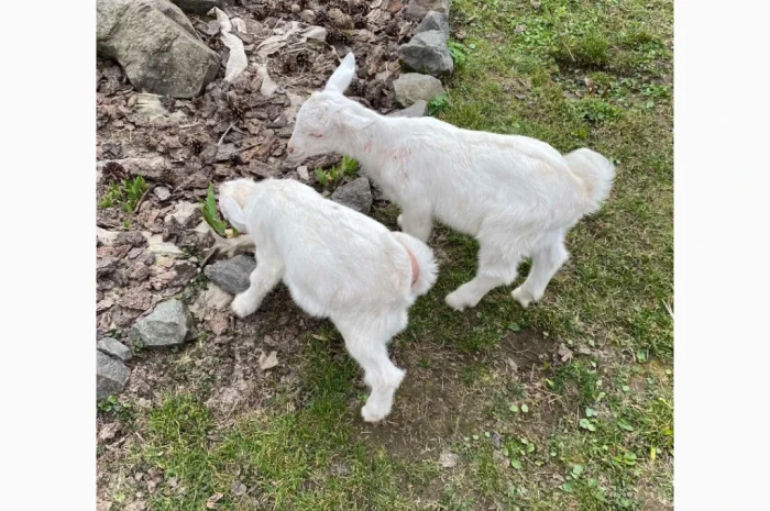 Продаются зааненские козлики- фото № 3