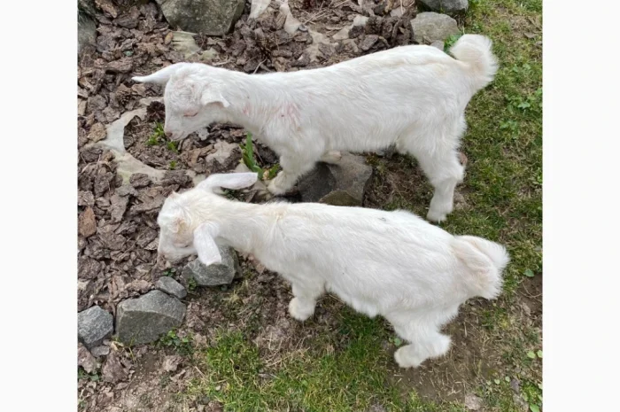 Продаются зааненские козлики- фото № 4