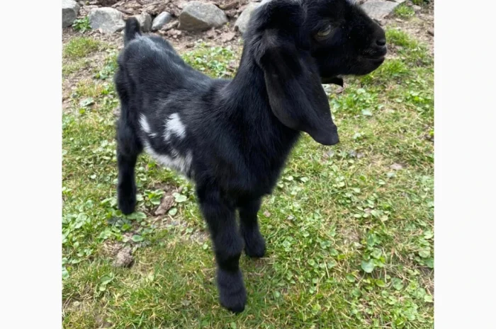 Продается англо-нубийский козлик- фото № 1