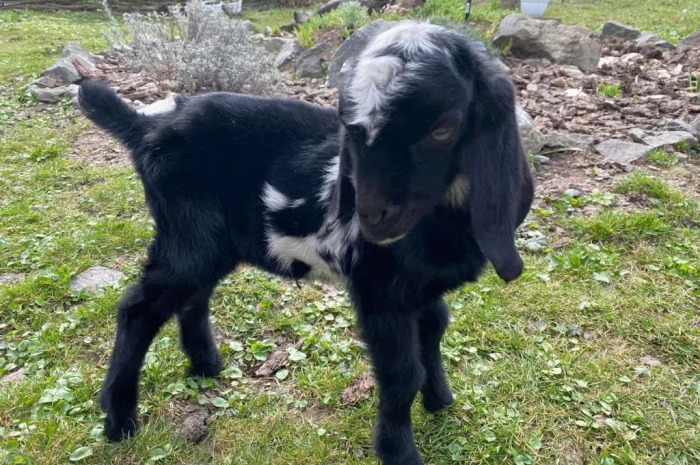 Продается англо-нубийский козлик- фото № 2