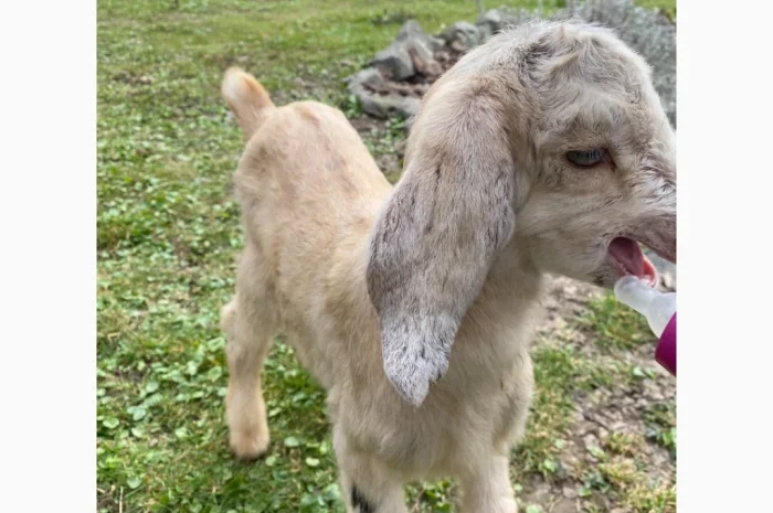 Продается англо-нубийская козочка- фото № 1