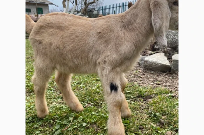 Продается англо-нубийская козочка- фото № 2