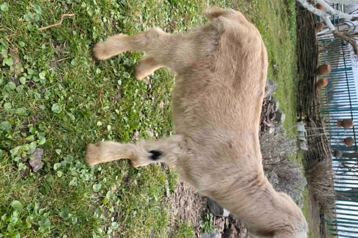 Продается англо-нубийская козочка- фото № 3