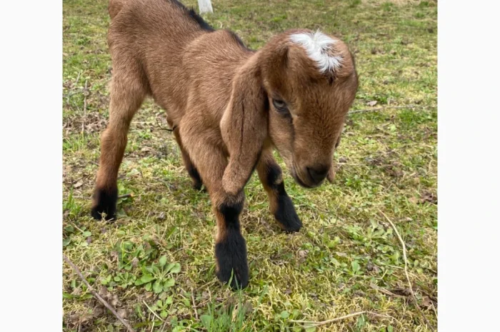 Продаются англо-нубийские козочки 80%- фото № 1