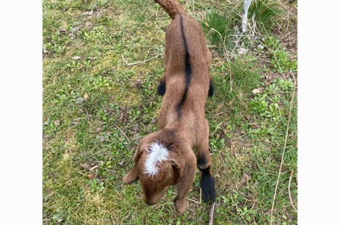 Продаются англо-нубийские козочки 80%- фото № 2