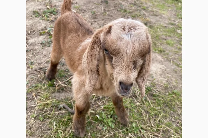 Продаются англо-нубийские козочки 80%- фото № 4