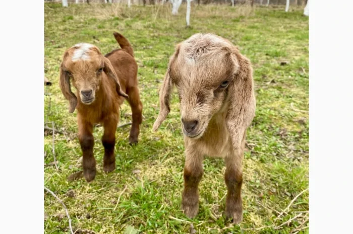 Продаются англо-нубийские козочки 80%- фото № 5