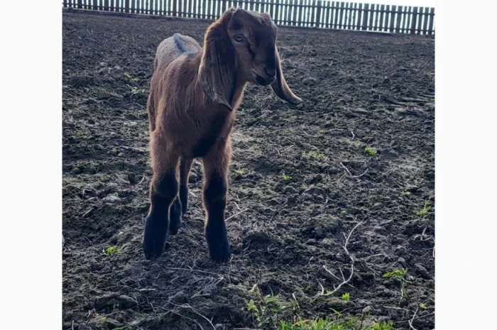 Продаются козлята английской породы- фото № 1