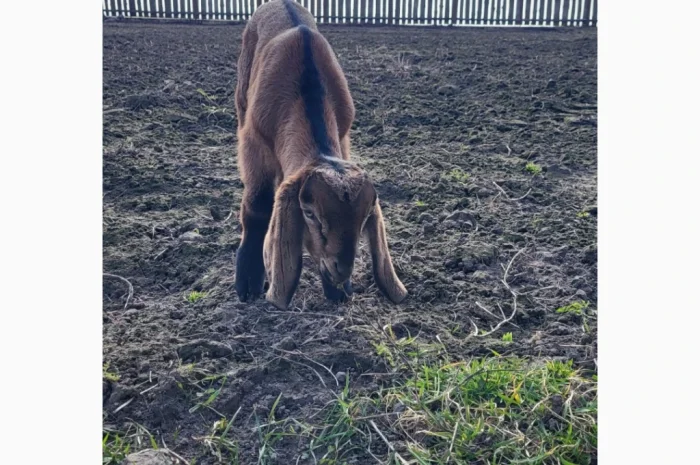 Продаются козлята английской породы- фото № 2