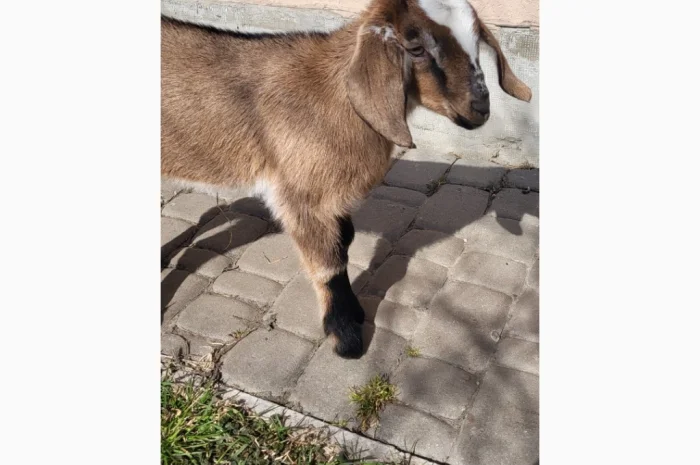 Продаются козлята английской породы- фото № 3