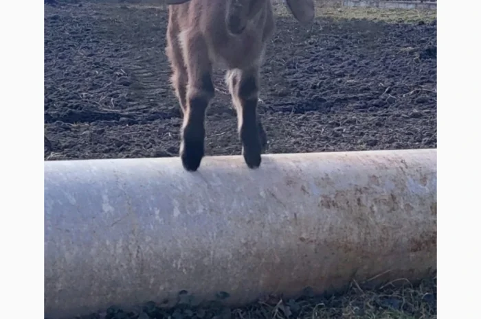 Продаются козлята английской породы- фото № 4